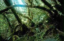 Mount Isarog, an extinct volcano, is the site of one of the oldest national parks in the Philippines. Mossy forest at the summit receives up to 12 meters of rainfall per year. 